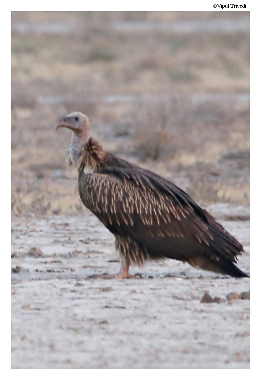Himalayan Griffon